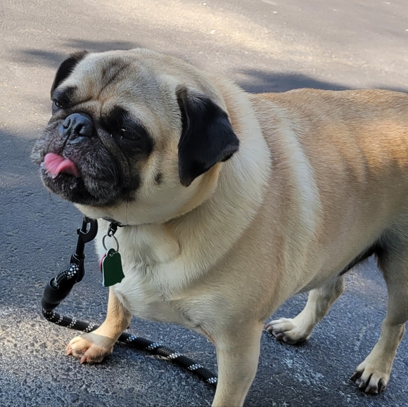 Meet your Posher, Pudge The Pug - Picture 7 of 12